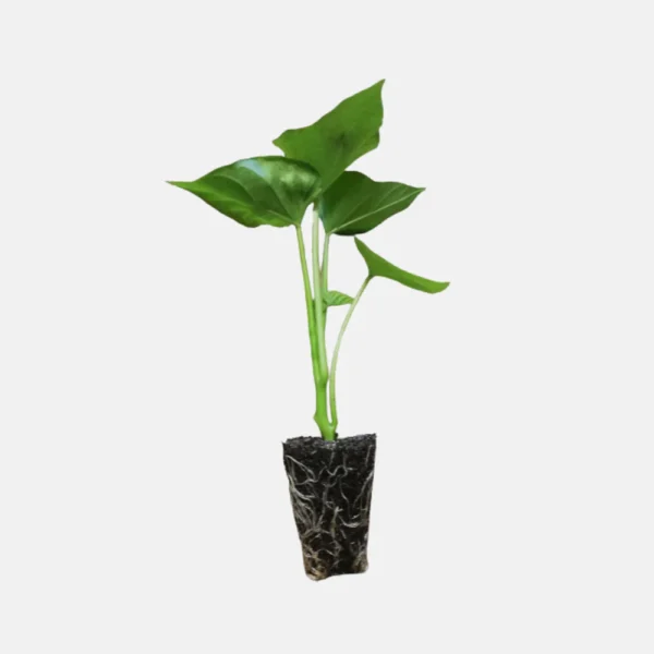 Zoete aardappel pluggen